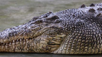 Naklejka premium Close-up of alligator's on a big pond