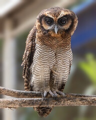 Nature wildlife image of Brown wood owl bird