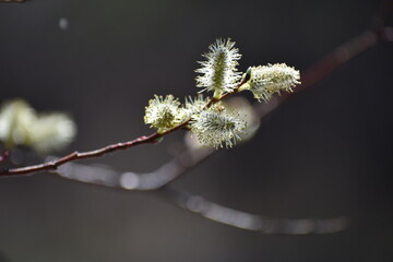 buds of willow