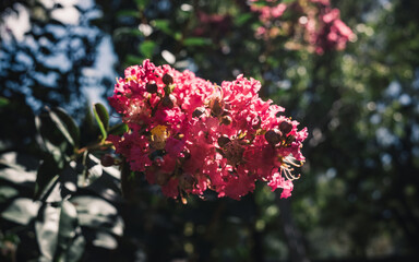 crepe myrtle