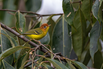 Nature wildlife bird of Yellow breasted warbler perch on tree branches