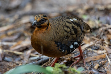 Red-breasted partridge also known as the Bornean hill-partridge It is endemic to hill and montane...
