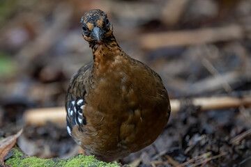 Red-breasted partridge also known as the Bornean hill-partridge It is endemic to hill and montane forest in Borneo
