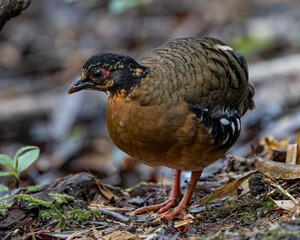 Red-breasted partridge also known as the Bornean hill-partridge It is endemic to hill and montane forest in Borneo