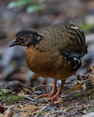 Red-breasted partridge also known as the Bornean hill-partridge It is endemic to hill and montane forest in Borneo