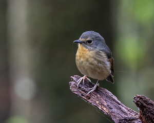 Nature wildlife bird species of Snowy browed flycatcher found in Borneo, Sabah,Malaysia