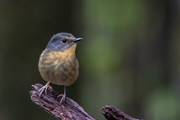 Nature wildlife bird species of Snowy browed flycatcher found in Borneo, Sabah,Malaysia
