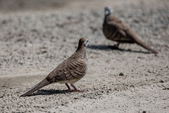 Nature wildlife image of pigeon Spotted dove