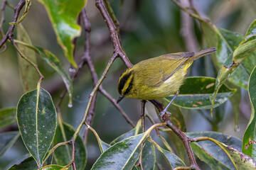 Bornean whistler (Pachycephala hypoxantha), or Bornean mountain whistler perch on branch