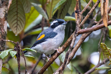 Nature wildlife bird known as Blyth's Shrike-Babbler (Pteruthius Aeralatus)