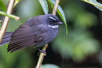 bird white-throated fantail (Rhipidura albicollis) catching a moth is food