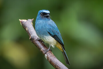 Obraz premium Beautiful blue color bird known as Indigo Flycatcher on perch at nature habits in Sabah, Borneo
