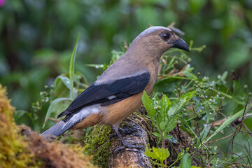 beautiful huge bird of Bornean Treepie (Dendrocitta Cinerascen) known also endemic to Borneo Island