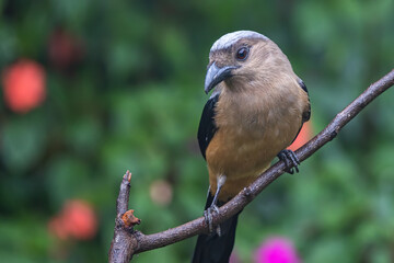 beautiful huge bird of Bornean Treepie (Dendrocitta Cinerascen) known also endemic to Borneo Island