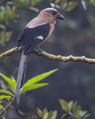 Fototapeta premium beautiful huge bird of Bornean Treepie (Dendrocitta Cinerascen) known also endemic to Borneo Island