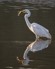 Great egret with catching a fish at wetland Sabah, Malaysia