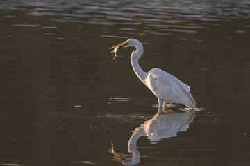 Great egret with catching a fish at wetland Sabah, Malaysia