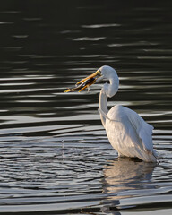 Great egret with catching a fish at wetland Sabah, Malaysia