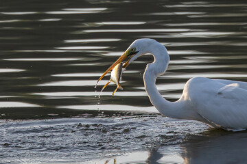 Great egret with catching a fish at wetland Sabah, Malaysia