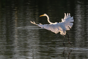 Nature wildlife image of cattle egret on flying
