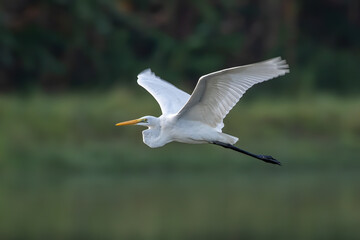 Obraz premium Nature wildlife image of cattle egret on flying