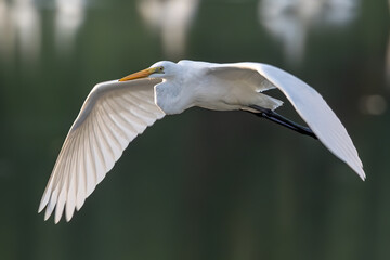Nature wildlife image of cattle egret on flying
