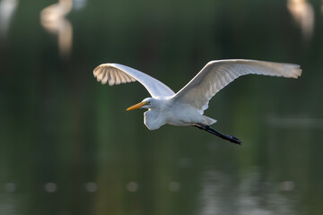 Nature wildlife image of cattle egret on flying