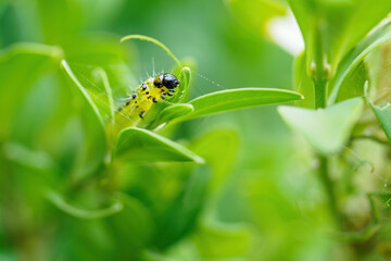 Naklejka premium A buxus plant with a leaf-eating caterpillar.