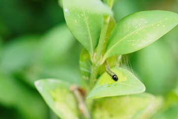 A buxus plant with a leaf-eating caterpillar.