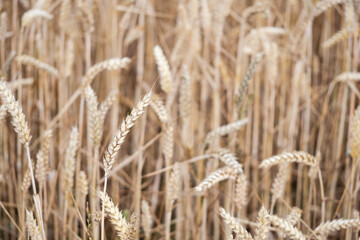 Ripe grain in the field.