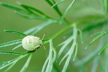 Green beetle on leaf stalk.