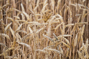Fototapeta premium Ripe grain in the field.