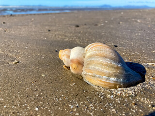 Seashell on the sandy beach.