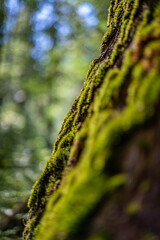 moss on tree