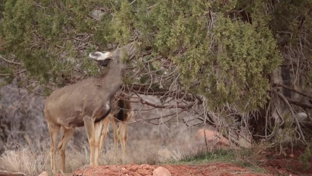 A mule deer doe reaches up to eat the bark and leaves of a juniper tree on a March day in Southern Utah.  