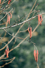 Brown alder catkins on the green blurred background, spring - alnus glutinosa