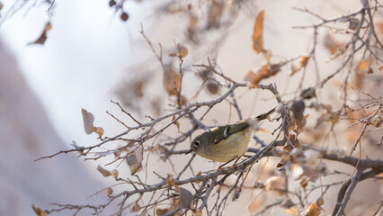 A Ruby Crowned Kinglet perches on a branch surrounded by winter brown leaves as it hunts through the trees for small insects. 