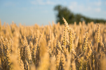 Weizenfeld, Landwirtschaft 