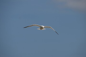  a sea gull flying around