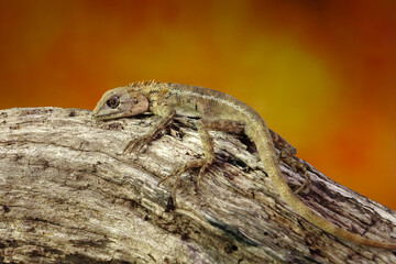 Common garden lizard molting on the tree in summer season. Lizard shedding skin. Selective focus with copy space