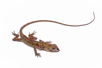 Common garden lizard isolated on white background