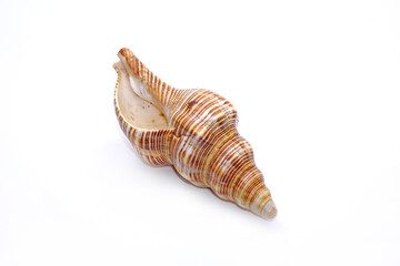 Seashell isolated on white background. Sea shell