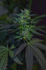 green leaves and bud from a marijuana plant