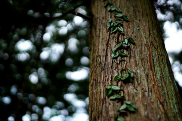 生命力を感じる木