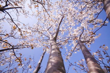 満開の桜を下から見上げる	