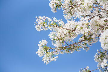 番所丘公園の満開の桜を近接撮影	