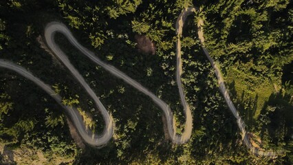 camino en medio de un bosque de pinos visto desde arriba  © Roger