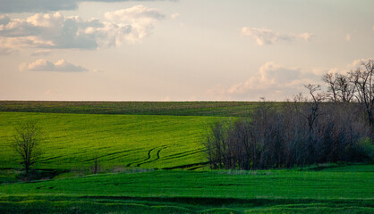 Yellow field , yellow flowers , grass on the ground , trees . Beautiful clouds , stormy clouds ,sky with clouds . Summer landscape , summer forest ,spring colors of the nature . 