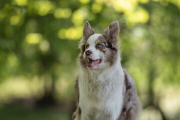 Marble border collie dog with multi colored eyes in a spring park. Close-up portrait