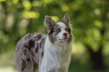 Marble border collie dog with multi colored eyes in a spring park. Close-up portrait